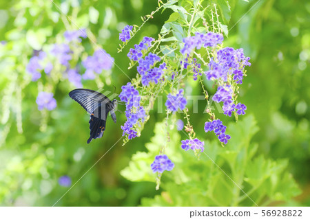 蝴蝶黑色Swallowtail花Duranta Takara Tsuka蝴蝶和花 56928822