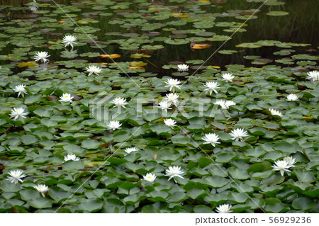 Water lily flowers blooming in a pond Water lily flowers blooming in a pond 56929236