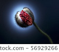 罌粟花蕾 56929266