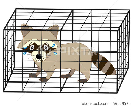 Captured raccoon 56929523