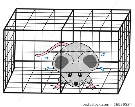 Captured rat Captured rat 56929524