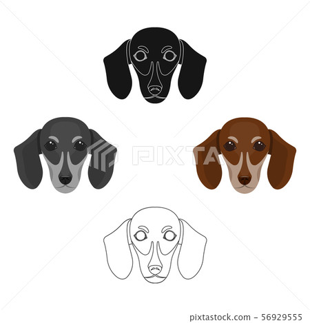 dachshund muzzle