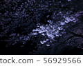 夜晚的櫻花 56929566