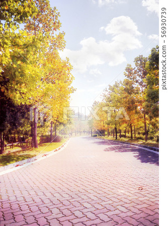 Namiki-do, happiness village, autumn 56930739