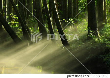 Ushidogawa River in summer 56931062