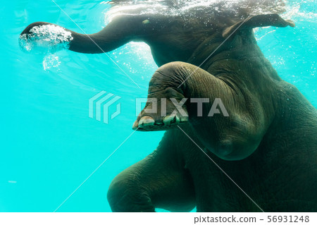 Elephant show swimming and blow the bubbles out of 56931248