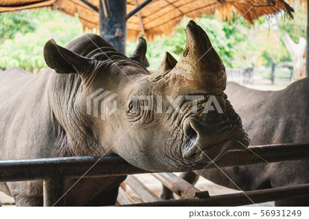 Rhinoceros in the zoo thailand 56931249
