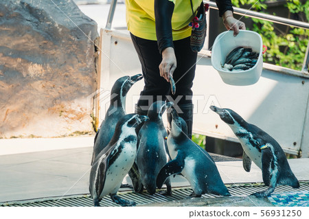 Hand feeding a Humboldt penguin with a fish in zoo 56931250