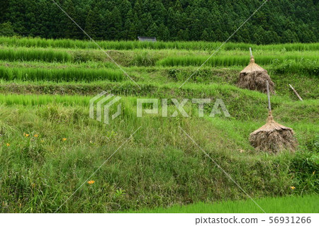 Hachiman Rice Terrace Coegro 56931266