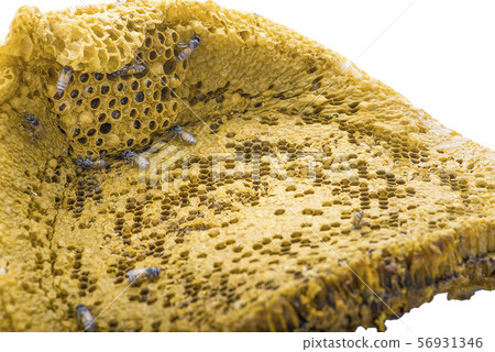 Bee nest isolated on white background 56931346