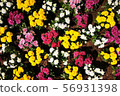 Marguerites bushes of different colors  56931398