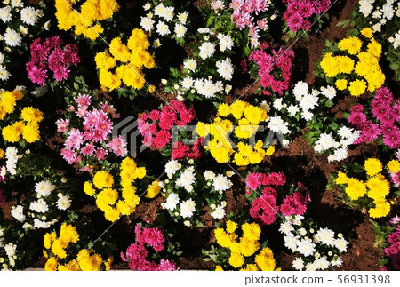 Marguerites bushes of different colors  56931398