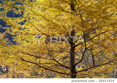 Autumn leaves of larch Autumn leaves of larch 56931434