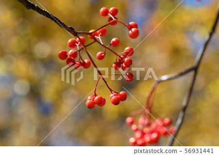 Rowan berries Rowan berries 56931441