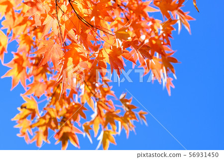 Autumn leaves of Iohamomijiji Autumn leaves of Iohamomijiji 56931450