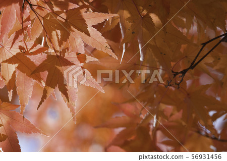 Autumn leaves of Iohamomijiji Autumn leaves of Iohamomijiji 56931456