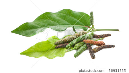 Fresh Long Pepper isolated on white background Fresh Long Pepper isolated on white background 56931535