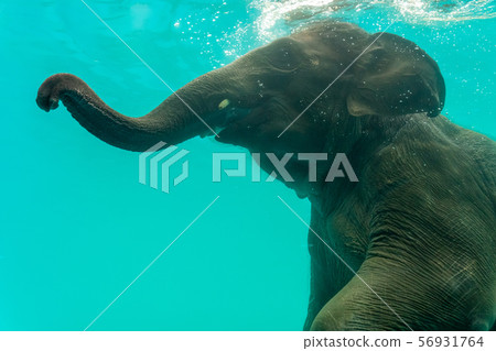 Elephant show swimming and blow the bubbles out of Elephant show swimming and blow the bubbles out of 56931764