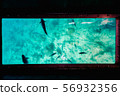 來自沖繩玻璃船的水下 56932356