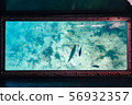 來自沖繩玻璃船的水下 56932357