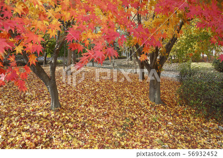 Autumn leaves Autumn leaves 56932452