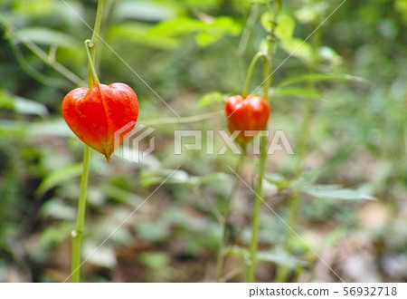 Hozuki殘餘早期的秋天圖像 56932718