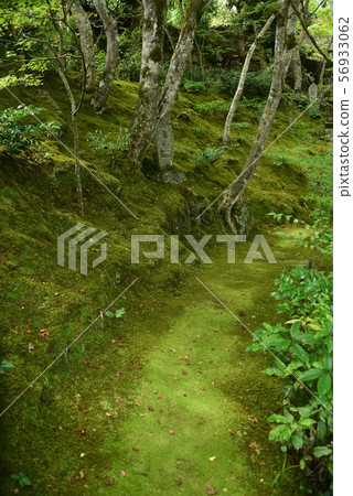Moss接近Tokushima Anabuki-cho的Honrakuji Temple Moss接近Tokushima Anabuki-cho的Honrakuji Temple 56933062