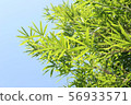 竹葉 56933571
