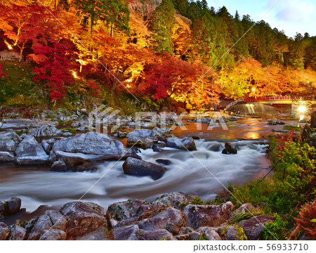 Beautiful lightup autumn leaves in Korankei, Japan Beautiful lightup autumn leaves in Korankei, Japan 56933710