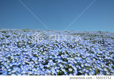 Nemophila Hill Nemophila Hill 56933732
