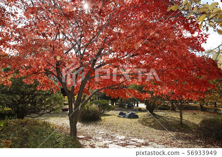 Autumn leaves, autumn, Autumn leaves, autumn, 56933949