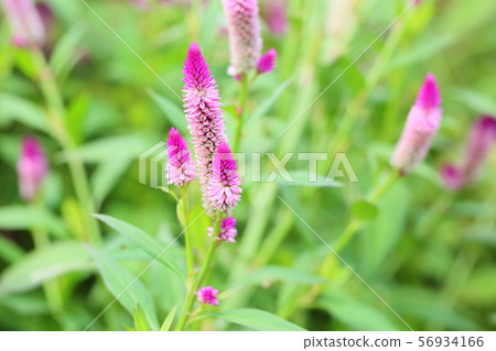 Nogeitou花 Nogeitou花 56934166