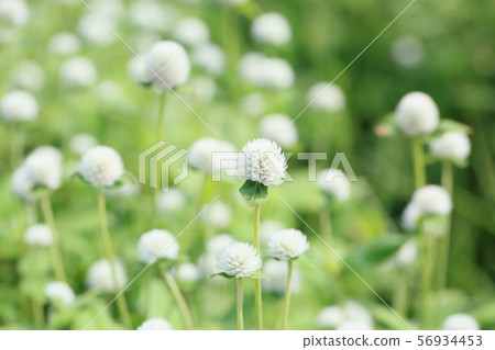 Sennichikou flower Sennichikou flower 56934453