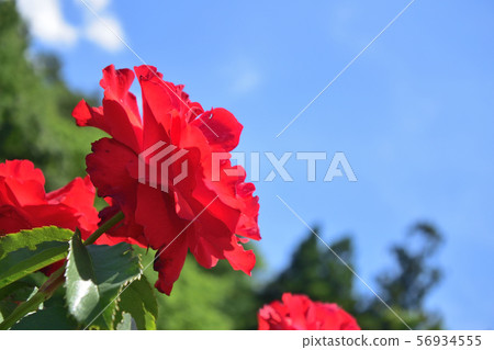 Sky Rose Olympic Fire 56934555