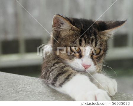 Kitten and stray cat 56935053