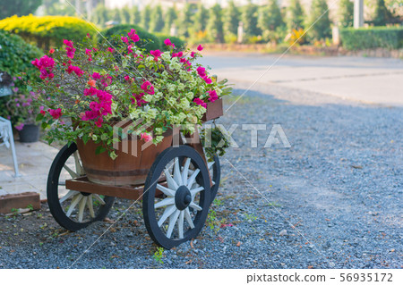 Colorful bougainvillea flowers on trolley or cart 56935172