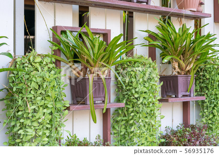Dischidia ruscifolia or dave plant decorate Dischidia ruscifolia or dave plant decorate 56935176