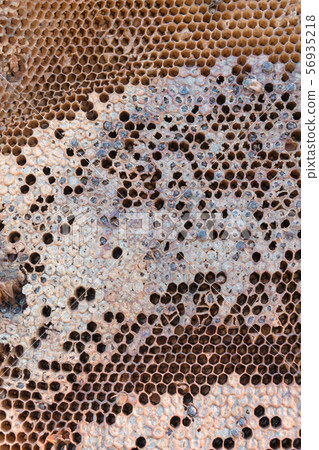 Honeycomb with honey and pollen in the market 56935218