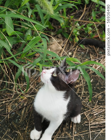 Kitten, black and white, cat play Kitten, black and white, cat play 56936490
