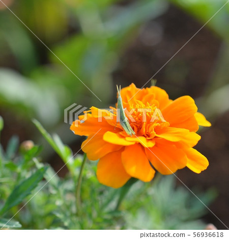 萬壽菊和小綠色螞蚱,花和昆蟲圖像材料,領域,家庭園藝,菜園 萬壽菊和小綠色螞蚱,花和昆蟲圖像材料,領域,家庭園藝,菜園 56936618