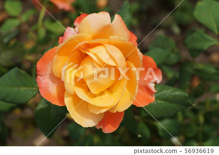 Close-up of yellow-orange varieties Caucasian rose Close-up of yellow-orange varieties Caucasian rose 56936619