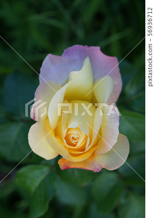 Close-up of a flower white and pink roses 56936712