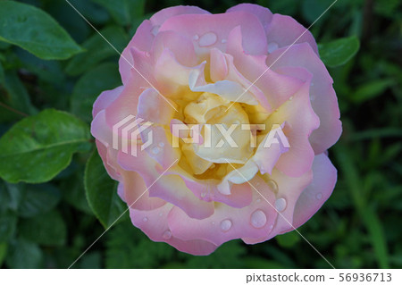 Close-up of a flower white and pink roses 56936713