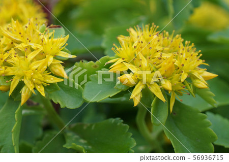 Flowers sedum 56936715
