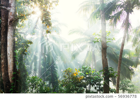 Jungle Jungle 56936778