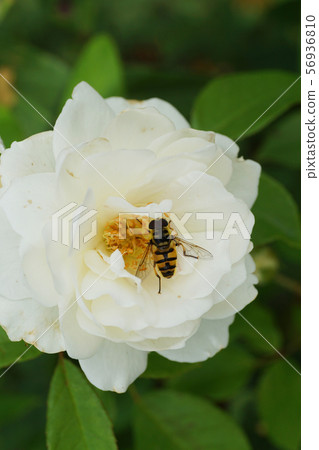 Macro of a white rose flower and a Caucasian fly 56936810