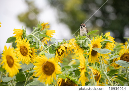 Sparrow on sunflower Sparrow on sunflower 56936914