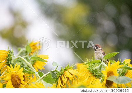 Sparrow on sunflower Sparrow on sunflower 56936915