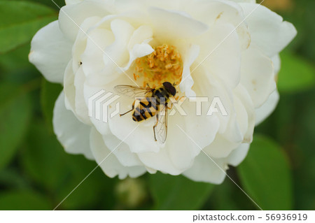 Close-up view from above of a floral caucasian fly Close-up view from above of a floral caucasian fly 56936919
