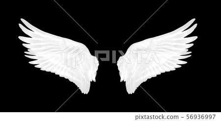 white wings of bird on black background white wings of bird on black background 56936997